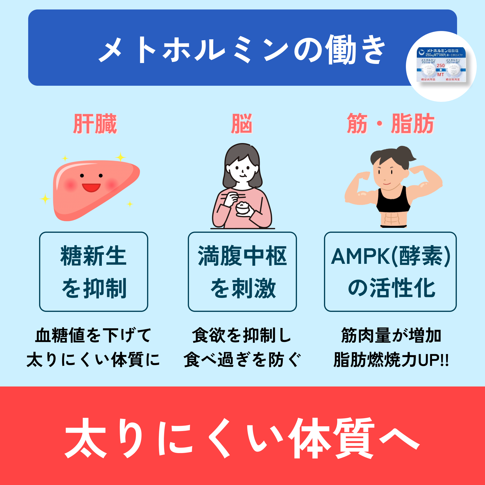 メトホルミンの働き｜送料込み-Auvavita（オーラヴィータ）オンライン診療